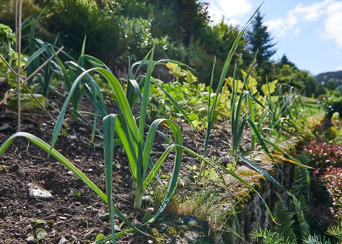 The Conscious Farmer Sauerland 3* فيلنغن