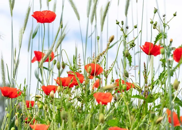 The Conscious Farmer Sauerland بيت ضيافة 3*