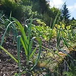 The Conscious Farmer Sauerland 3* Willingen (Upland)