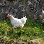 The Conscious Farmer Sauerland 3* Willingen (Upland)