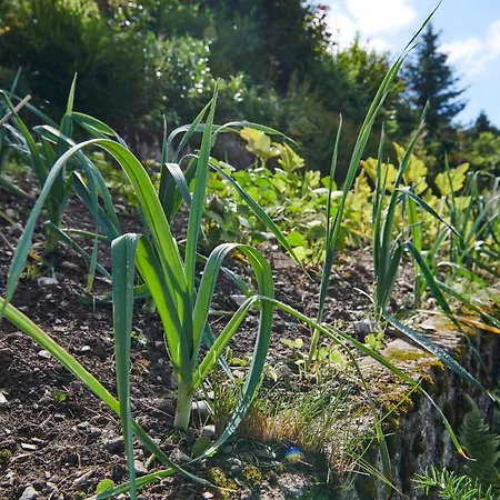 The Conscious Farmer Sauerland * Willingen (Upland)