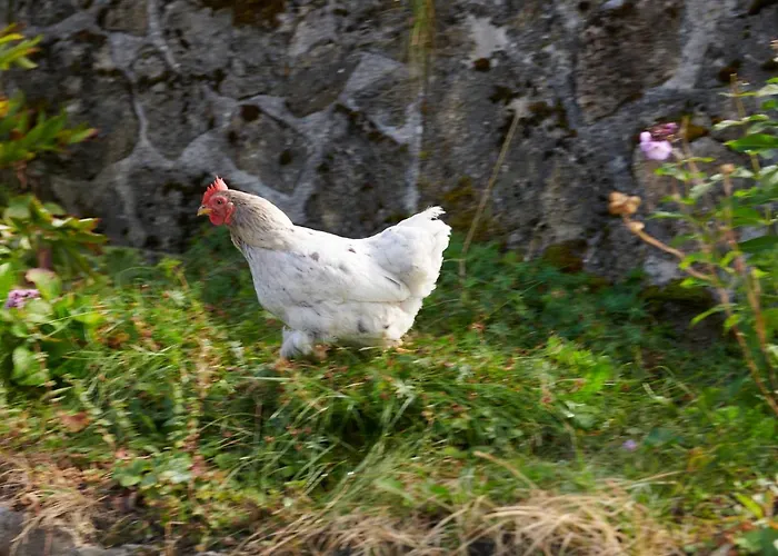 The Conscious Farmer Sauerland 3* Willingen (Upland)