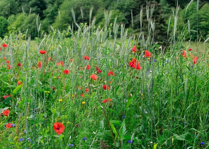 The Conscious Farmer Sauerland Willingen (Upland)